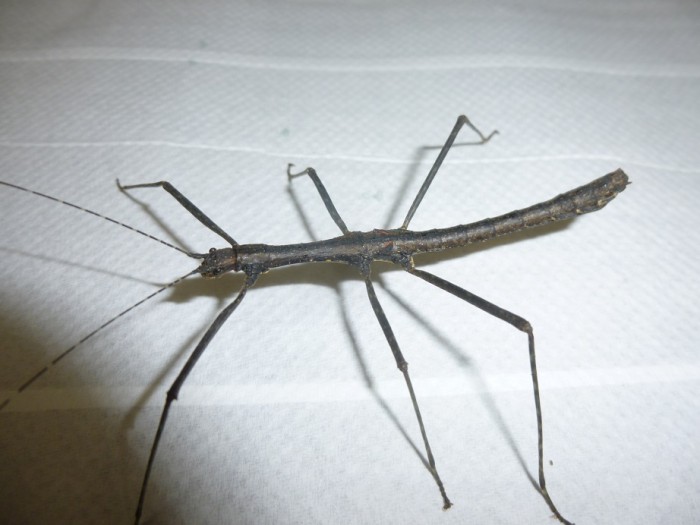 psg 403 Neooxyartes zomproi adult male 2